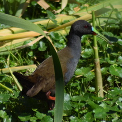 Pardirallus sanguinolentus