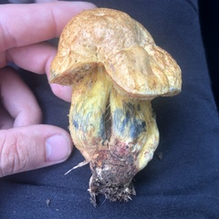 Boletus luridellus