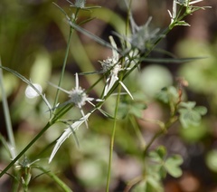 Eryngium echinatum