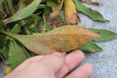 Coleosporium