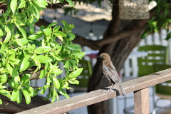 Quiscalus lugubris