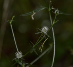 Eryngium echinatum