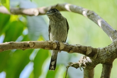 Pachyramphus polychopterus