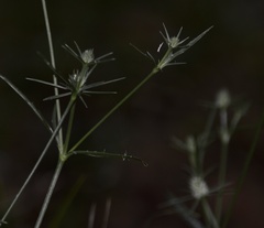Eryngium echinatum