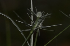 Eryngium echinatum