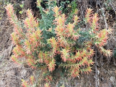 Castilleja tenuiflora