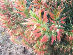 Castilleja tenuiflora