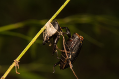 Dorcus