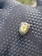 Gymnetis stellata