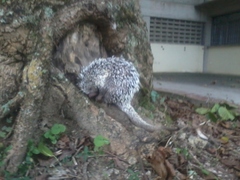 Coendou longicaudatus