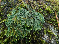 Heterodermia squamulosa