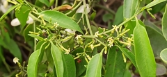 Vallesia glabra
