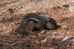 Ammospermophilus interpres