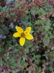 Bidens triplinervia
