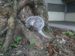 Coendou longicaudatus