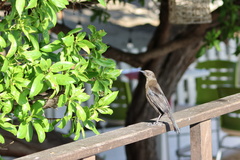 Quiscalus lugubris