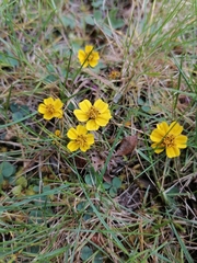 Bidens anthemoides