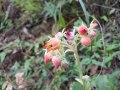 Echeveria pistioides
