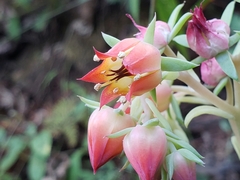 Echeveria pistioides