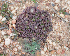 Anacampseros retusa