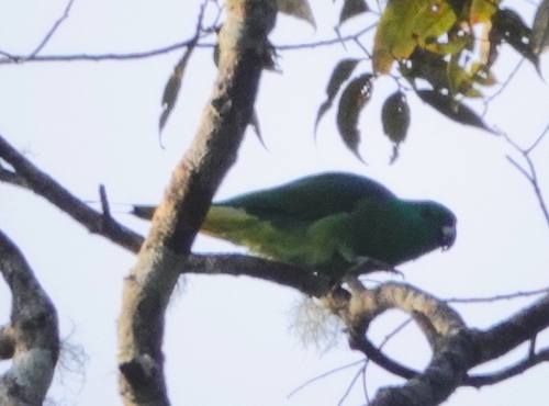 Buru Racket-tail (Prioniturus mada), photo 1