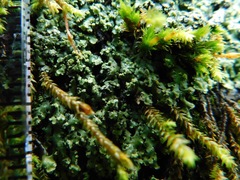 Heterodermia squamulosa