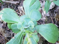 Echeveria pistioides