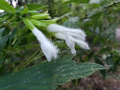 Salvia madrigalii