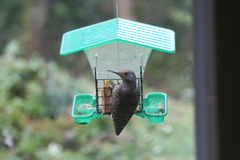 Colaptes auratus