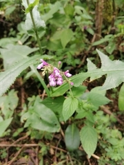 Salvia carnea