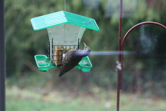 Colaptes auratus