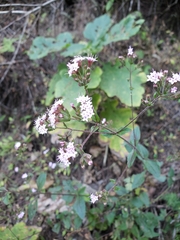 Stevia
