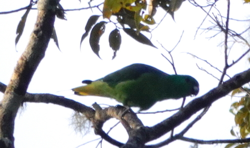 Buru Racket-tail (Prioniturus mada), photo 2