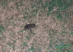 Rhinella dorbignyi