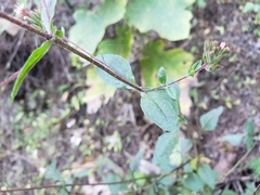 Stevia