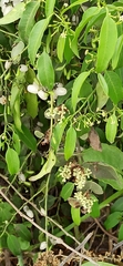Vallesia glabra