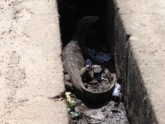 Varanus salvator salvator