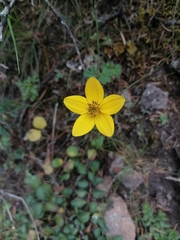 Bidens triplinervia