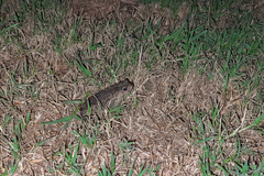 Rhinella dorbignyi