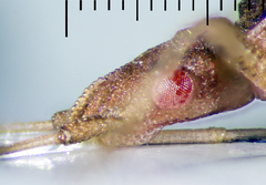 Harmostes fraterculus