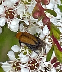 Phyllotocus scutellaris