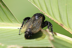 Campsomerinae