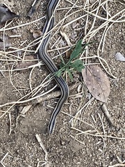 Conophis vittatus
