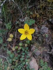 Bidens triplinervia