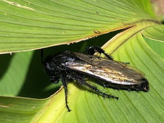 Campsomerinae
