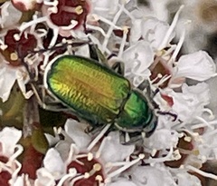 Diphucephala colaspidoides