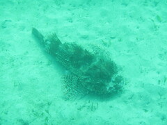 Scorpaena jacksoniensis