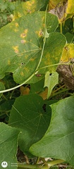 Dendropsophus bogerti