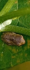 Dendropsophus bogerti