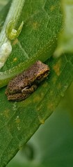 Dendropsophus bogerti